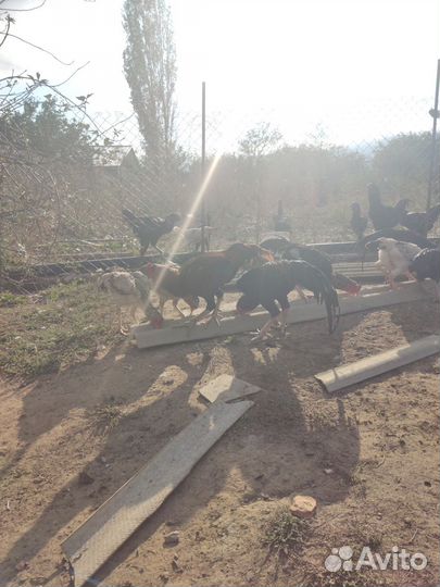 Шамо молодняк