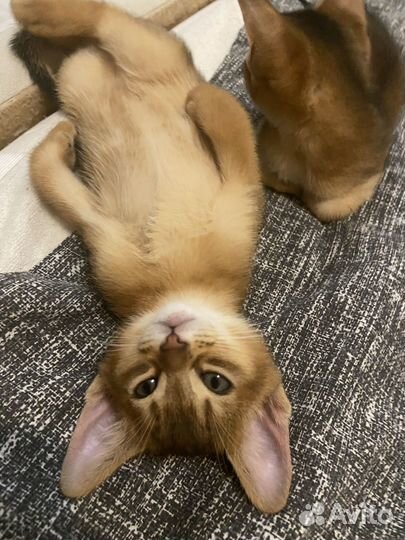 Аббисинский котёнок