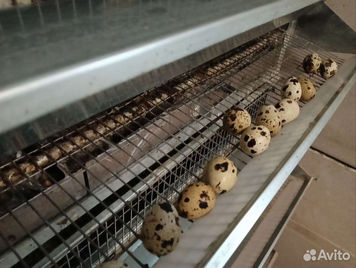 Перепела продажа