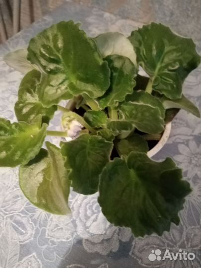 Комнатные цветы - фиалки