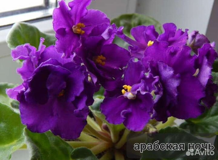 Фиалка сортовые