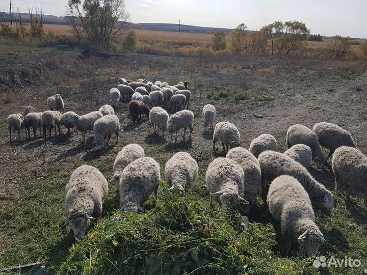 Беременные ярки и бараны Куйбышевской породы