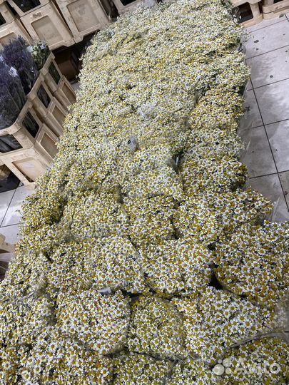 Букеты из ромашек цветы ромашки