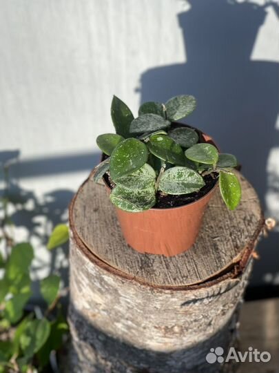 Хойя Матильда Сплеш