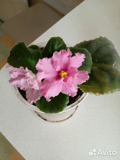 Фиалочки цветущие молодые