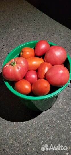 Помидорки домашние