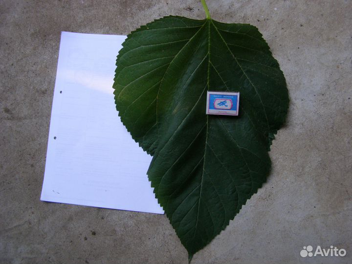 Саженцы шелковицы (тутовника)