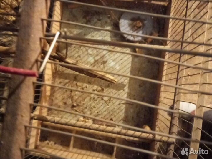 Клетка из СССР