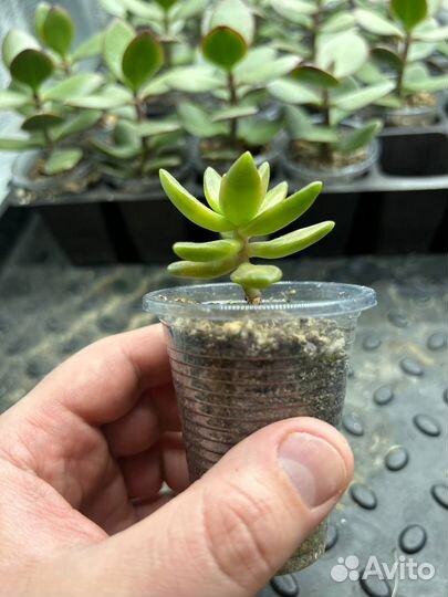 Суккулент Sedum nussbaumerianum