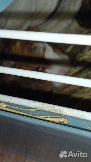 Морская свинка