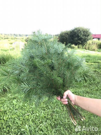 Веники для бани пихта