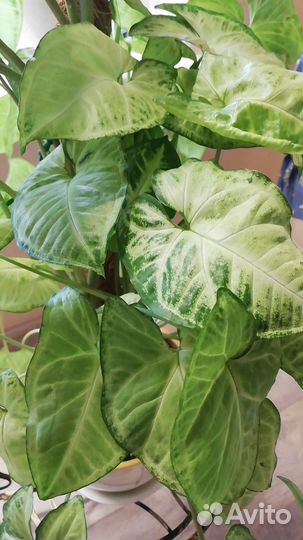 Комнатные цветы пеперомия, сингониум, декабрист