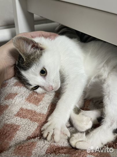 Котенок девочка в добрые руки