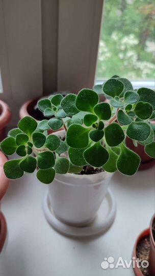 Аихризон (Дерево любви)