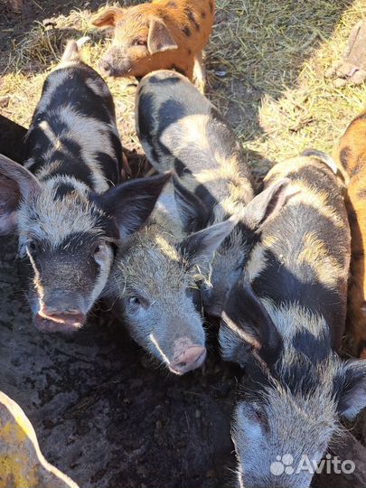 Домашние поросята
