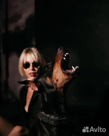 Доберман для фотосессии