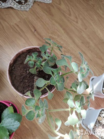 Аихризон дерево любви