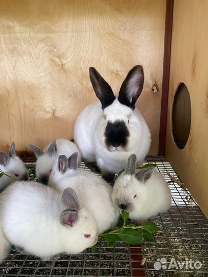 Кролик Калифорнийский на племя