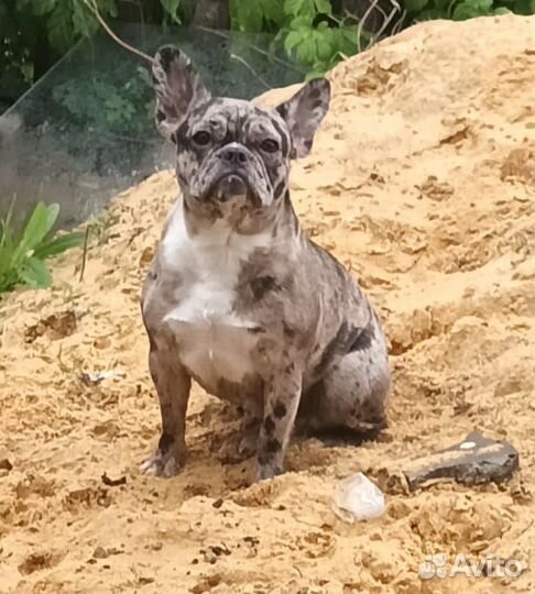 Продам собак