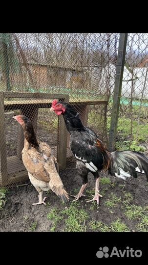 Петух бойцовый Дакан