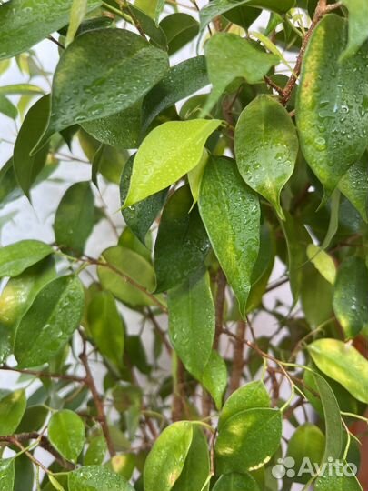 Фикус бенджамина