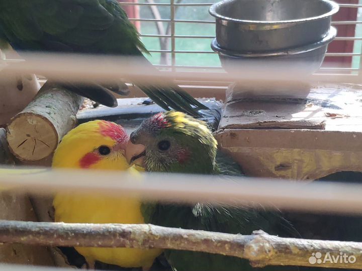 Птенцы новозеландского какарика