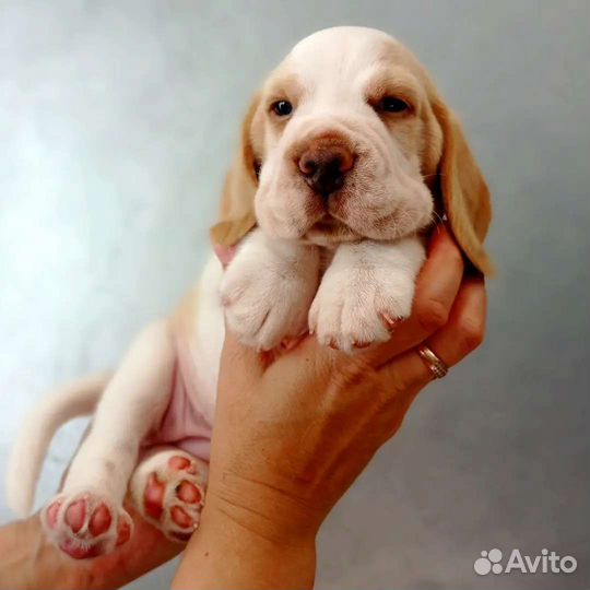 Щенки бигль питомник