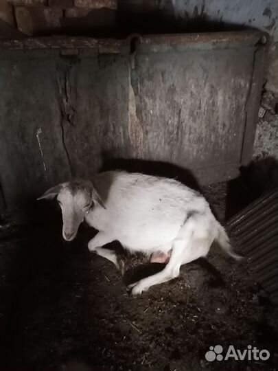 Козы нескольких пород, есть комол(белые, сер.корич