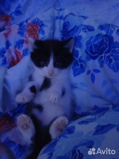 Котенок девочка