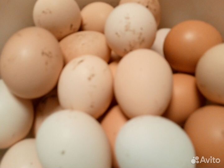 Домашние куриные яйца