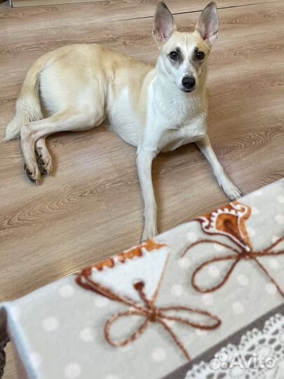 Собака в добрые руки