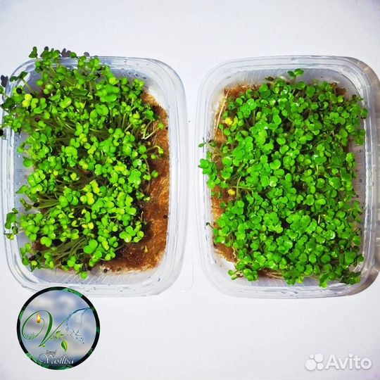 Микрозелень / Руккола