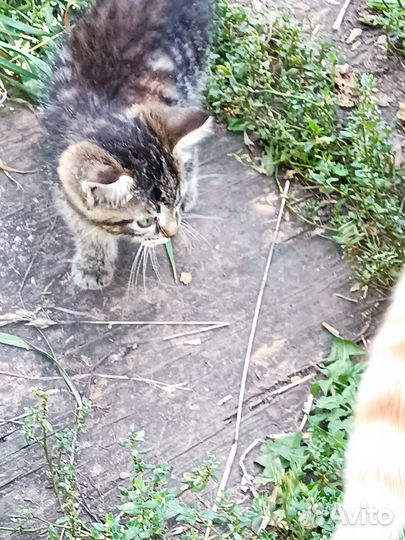 Отдам в добрые руки