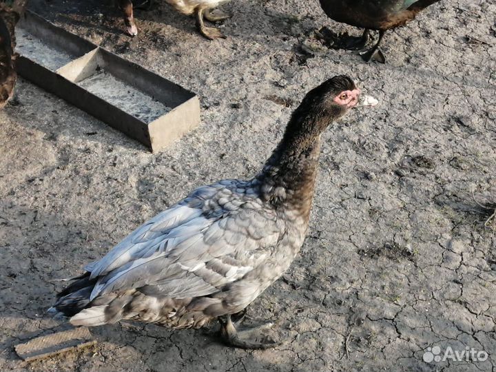 Мускусные утки