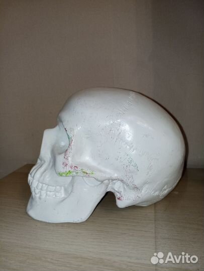 Череп анатомический гипс