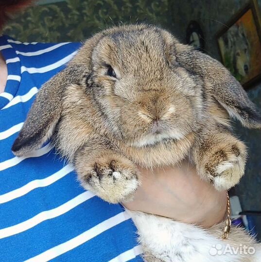 Кролик минилоп