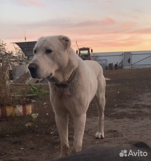 Кобель алабай сао вязка