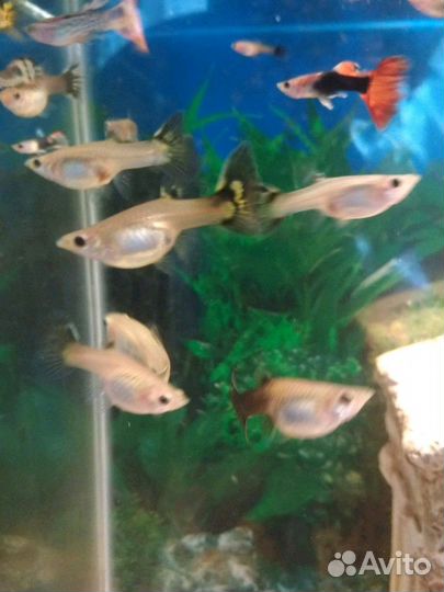 Продам рыбок Гуппи