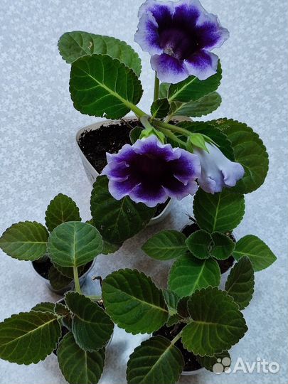 Продам глоксинии, детки красная и синие