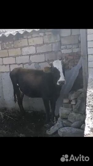 Бычок телки корова
