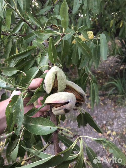 Саженцы миндаля