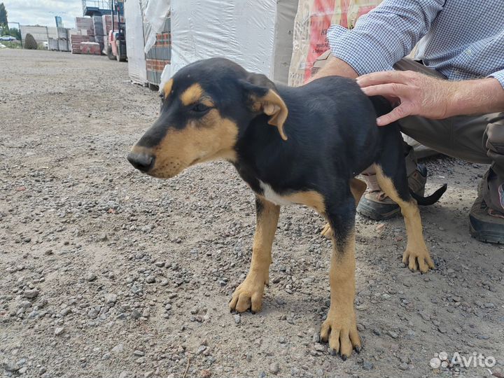 Щеночки в добрые руки.Помогите найти им дом