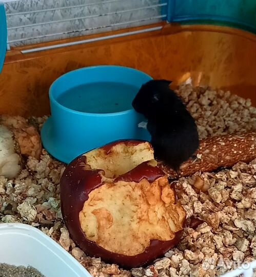 Сирийский хомяк