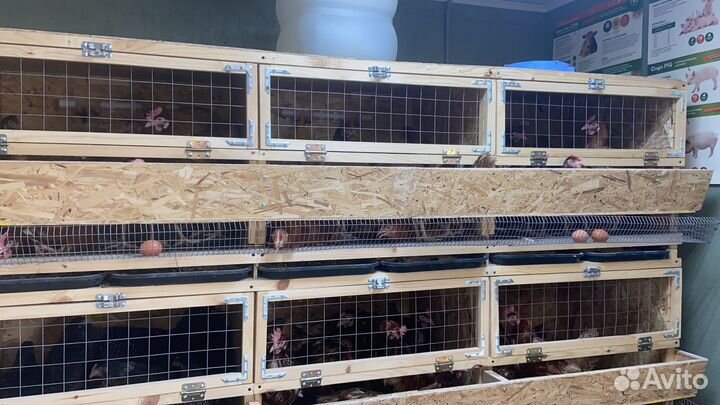 Куры несушки хайсекс и ломан braun