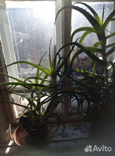 Комнатные цветы алоэ