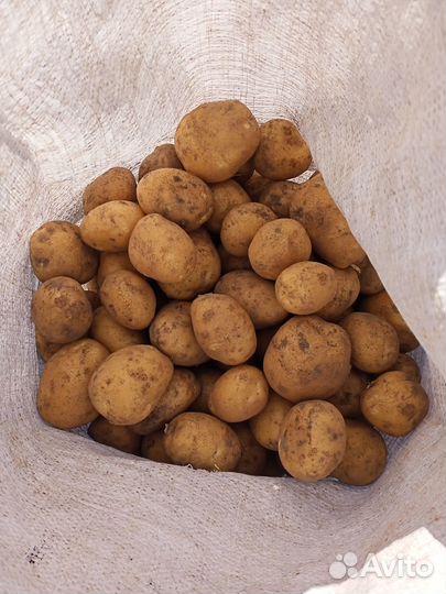 Продам картофель