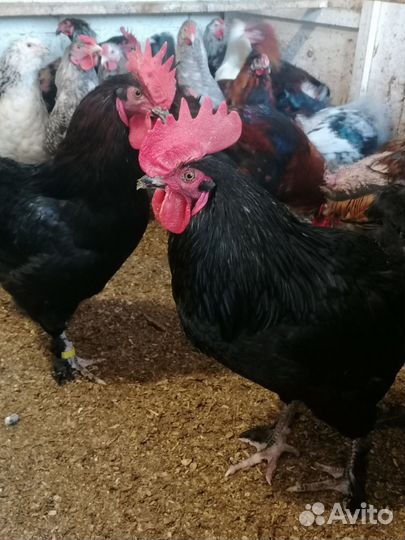 Петушки мараны, амерауканы