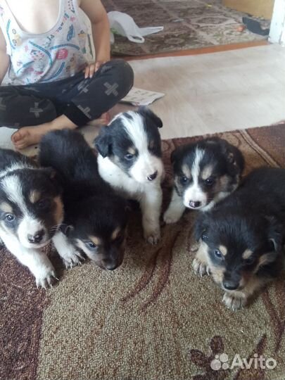 Щенки