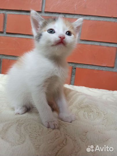 Котёнок 2 месяца