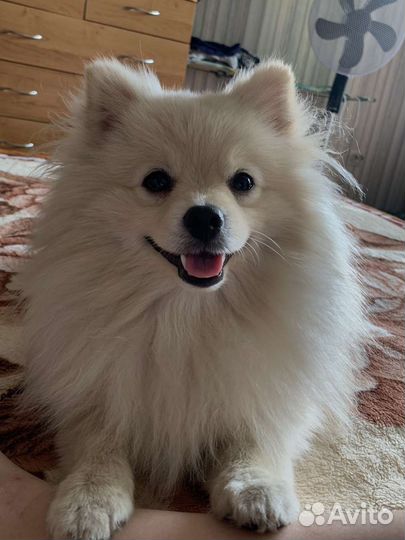 Немецкий Шпиц вязка